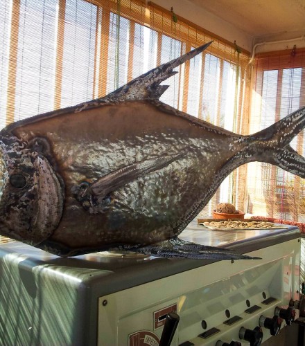 Peixe Galo